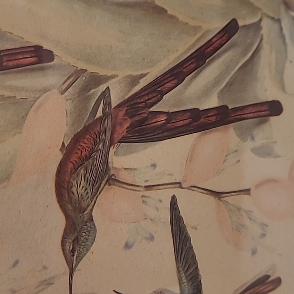 J. Gould and HC Richter Comete Phaon Hummingbirds Lithograph - Picture 7 of 17